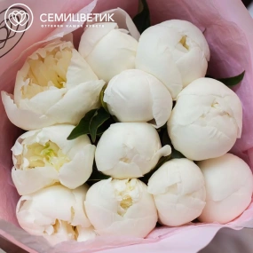 Букет из 11 белых пионов Standart Plus в розовой пленке