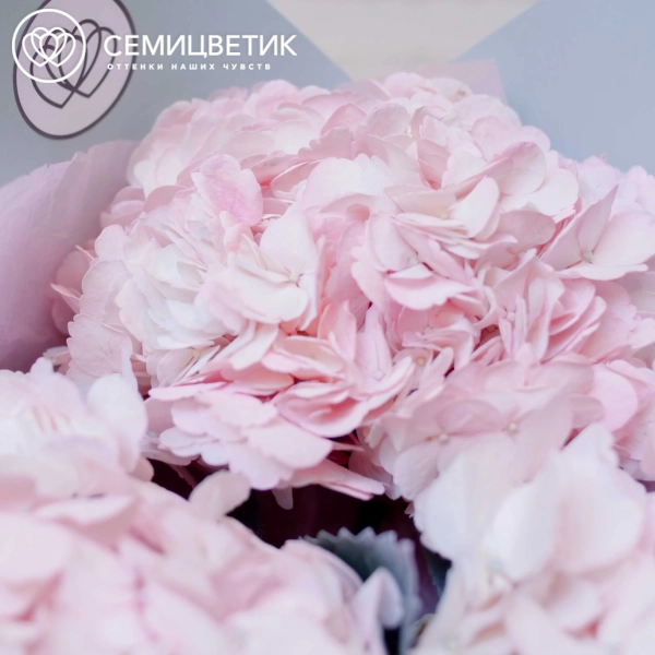 Акция! 3 розовые гортензии