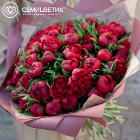 Букет из 51 бордового пиона Standart в розовой пленке