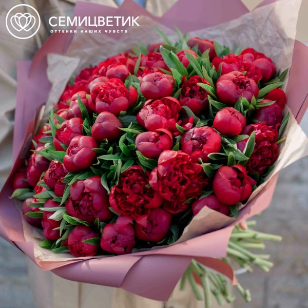 Букет из 51 бордового пиона Standart в розовой пленке