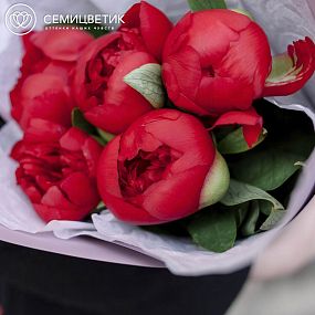 Букет из 5 бордовых пионов Premium
