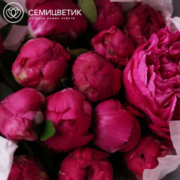 Букет из 15 ярко-розовых пионов Red Sarah Bernhardt Premium