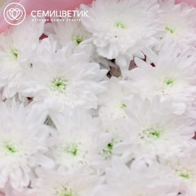 Букет из 3 белых кустовых хризантем в розовой пленке