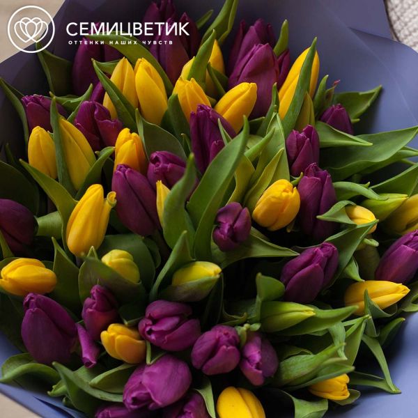 Букет из 51 желтого и фиолетового тюльпана
