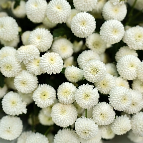 Букет из 11 белых кустовых хризантем Newton