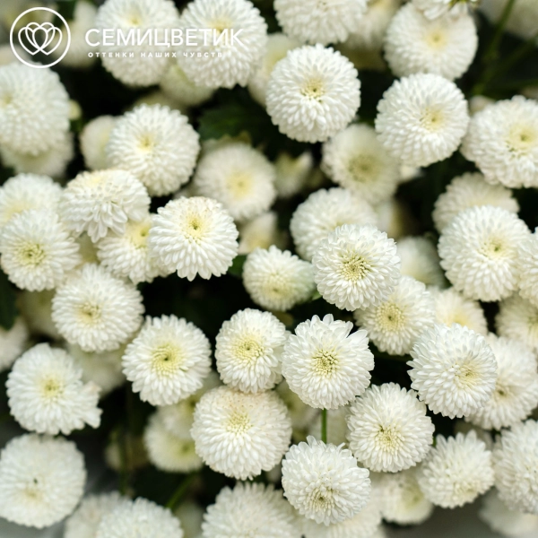 Букет из 11 белых кустовых хризантем Newton