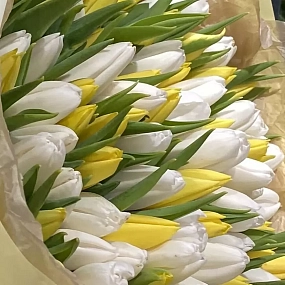 Букет из 101 белого и желтого тюльпана 40 см в кремовой пленке