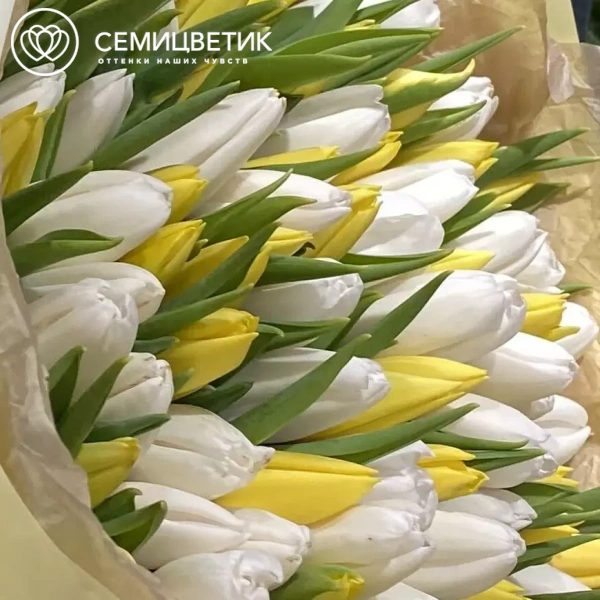 Букет из 101 белого и желтого тюльпана 40 см в кремовой пленке