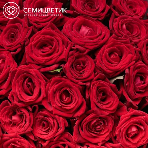 Букет из 35 красных роз 35-40 см (Россия)