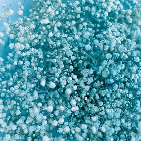 Монобукет  из 15 голубых гипсофил в голубой пленке