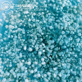 Букет из 15 голубых гипсофил в голубой пленке