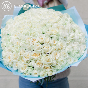 Букет из 151 белой розы 35-40 см (Россия) в голубой пленке