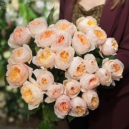 Букет из 25 персиковых пионовидных роз Juliet 50 см (Эквадор)