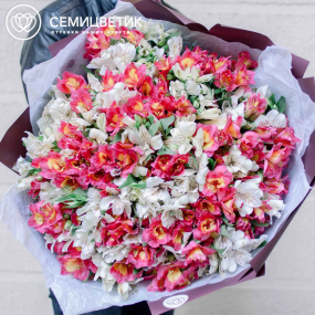 Букет из 51 альстромерии в белых и розовых тонах в бордовой пленке