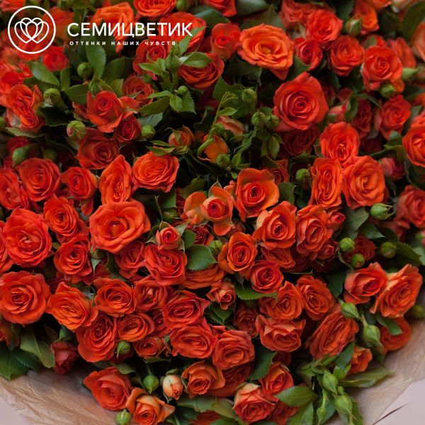 Букет из 51 оранжевой кустовой розы 40 см (Кения) в кремовой пленке