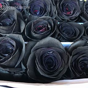 Букет из 101 черной розы 60 см (Эквадор)