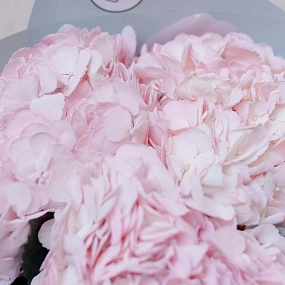 Монобукет  из 5 розовых гортензий в голубой пленке