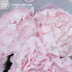 Букет из 5 розовых гортензий в голубой пленке