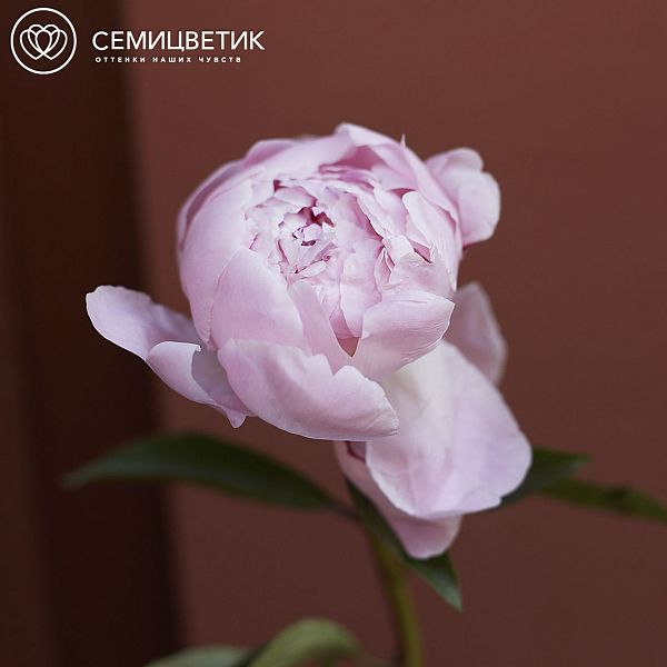 Пионы Розовые поштучно
