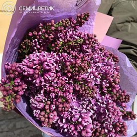 Суеверия и народные приметы о сирени