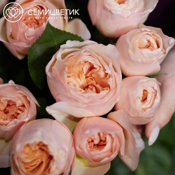 Букет из 11 персиковых пионовидных роз Juliet 50 см (Эквадор)