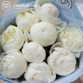 Букет из 9 белых пионов Standart Plus в голубой пленке