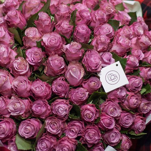 Сиреневые розы с фиолетовой каймой Deep Purple 50 см (Эквадор)