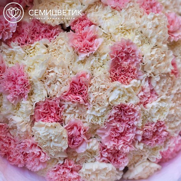 Букет из 101 розовой, белой и кремовой гвоздики в розовой пленке