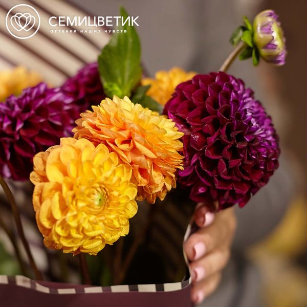 Букет из 9 георгинов