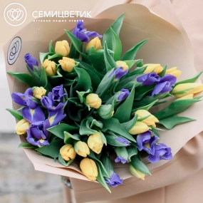 Букет из 15 синих ирисов и 20 желтых тюльпанов 40 см в кремовой пленке