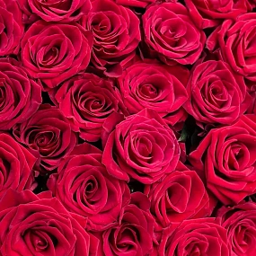 Букет из 51 красной розы 60 см (Россия) в голубой пленке