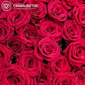 Букет из 51 красной розы 60 см (Россия) в голубой пленке