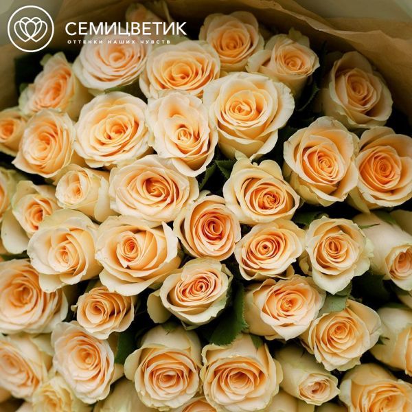 Букет из 51 кремовой розы 40 см (Кения) в кремовой пленке