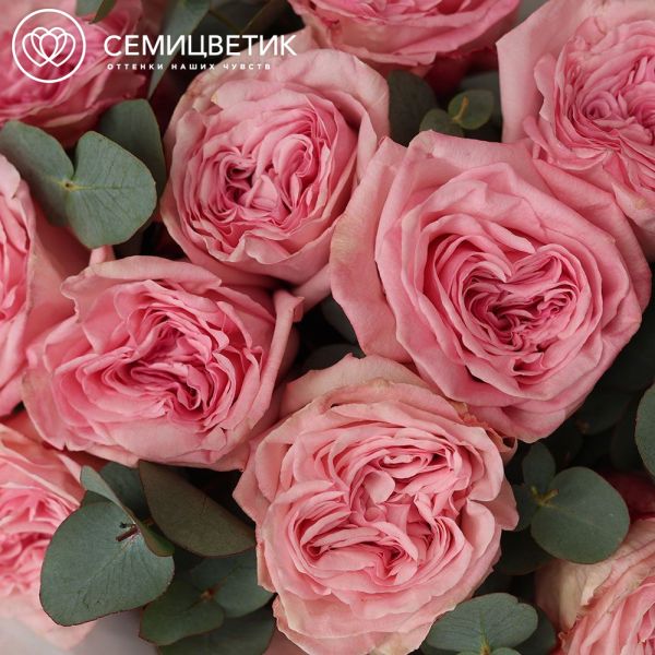 Букет из 11 пионовидных роз Pink Ohara 50 см с эвкалиптом в прозрачной пленке