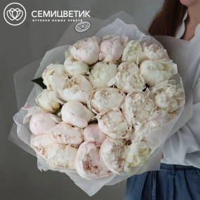 Букет из 25 бело-кремовых пионов Bowl of cream Premium в прозрачной упаковке