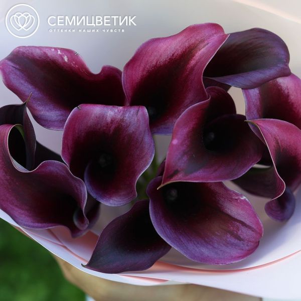 Букет из 11 темно-бордовых калл