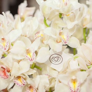 Орхидея: что означает этот цветок