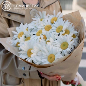 Букет из 25 одноголовых ромашек в упаковке