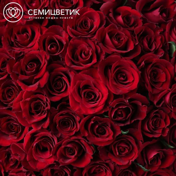 Букет из 101 красной розы Ever Red 70 см (Кения)