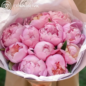 Букет из 11 розовых пионов Premium в розовой пленке