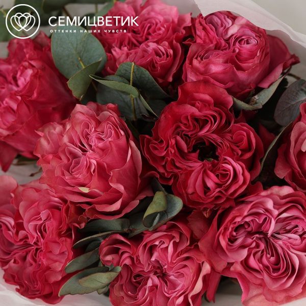 Букет из 9 пионовидных малиновых роз Country Blues (Эквадор) 50 см с эвкалиптом