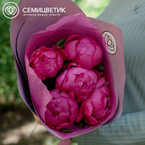 Букет из 5 малиновых пионов Premium в сиреневой пленке