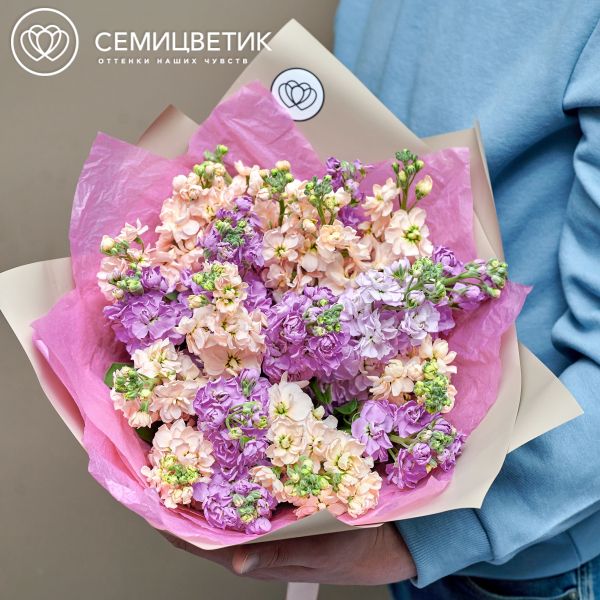 Букет из 21 кремовой и сиреневой махровой маттиолы в кремовой пленке