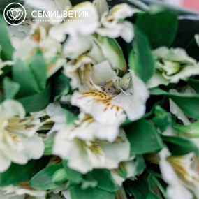 Букет из 25 белых альстромерий в голубой пленке