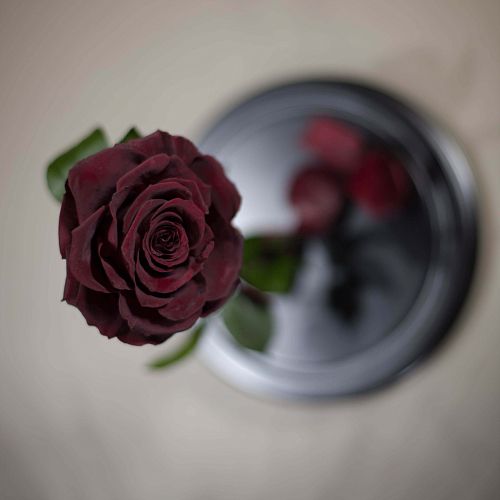 Бордовая роза в колбе 33 см