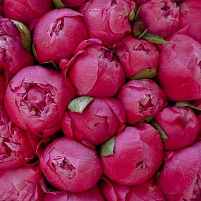 Букет из 25 ярко-розовых пионов Command Performance Premium в розовой пленке