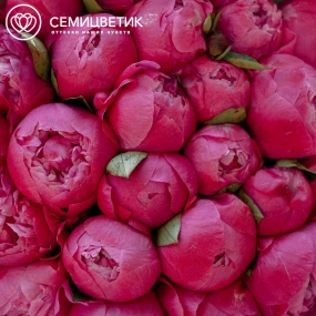 Букет из 25 ярко-розовых пионов Command Performance Premium в розовой пленке