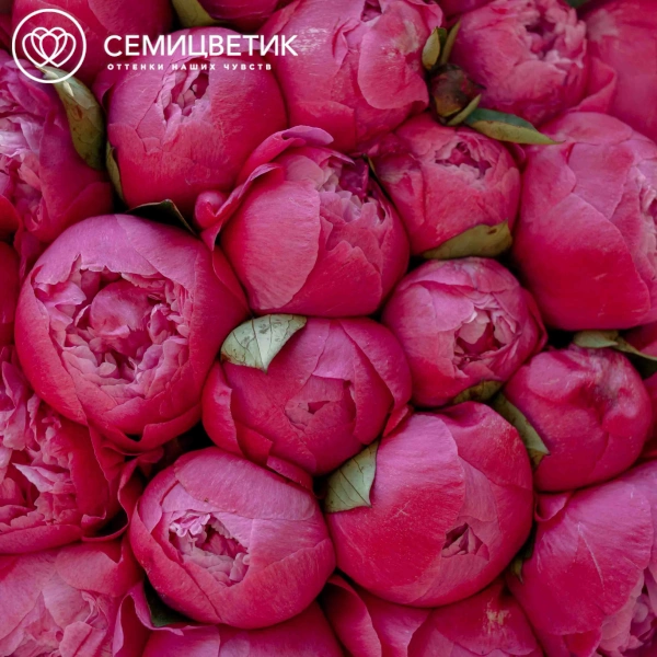 Букет из 25 ярко-розовых пионов Command Performance Premium в розовой пленке