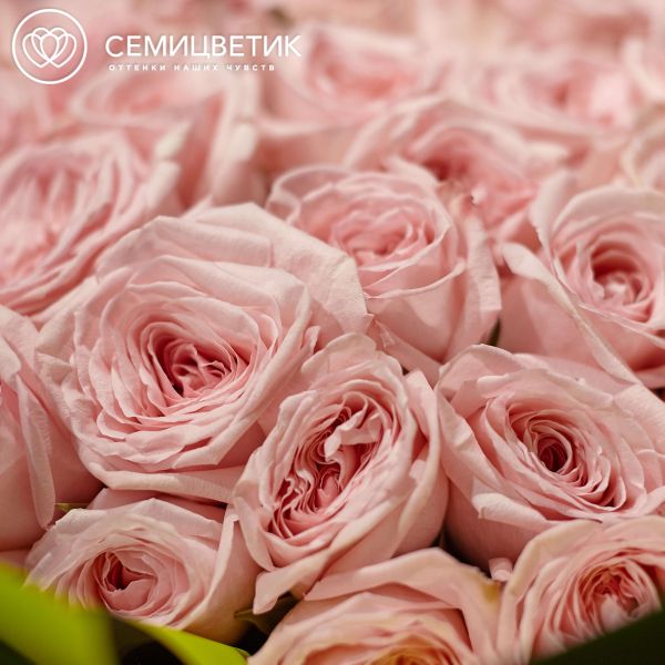 Букет из 51 розовой пионовидной розы Pink O'Hara 40 см