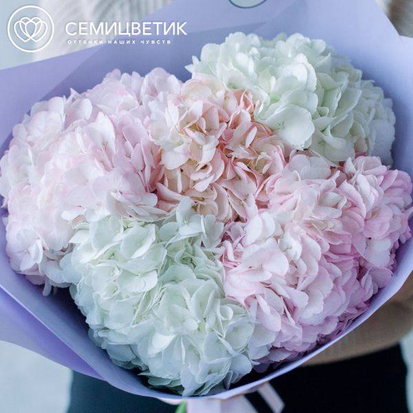 Букет из 5 белых и розовых гортензий в сиреневой пленке